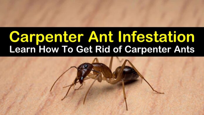 The Best Baits For Carpenter Ant Control