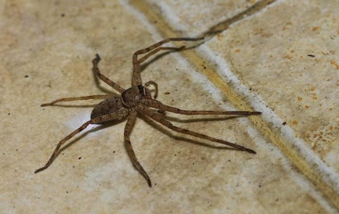 Why Are Spiders Getting Attracted to Your House